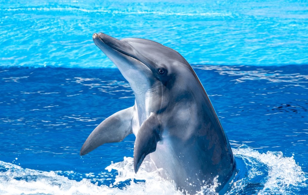 India National Aquatic Animal Ganges River Dolphin
